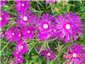 Delosperma congestum